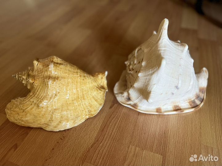 Ракушка морская