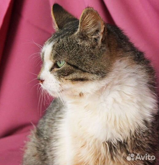 Мечтает стать домашним любимчиком