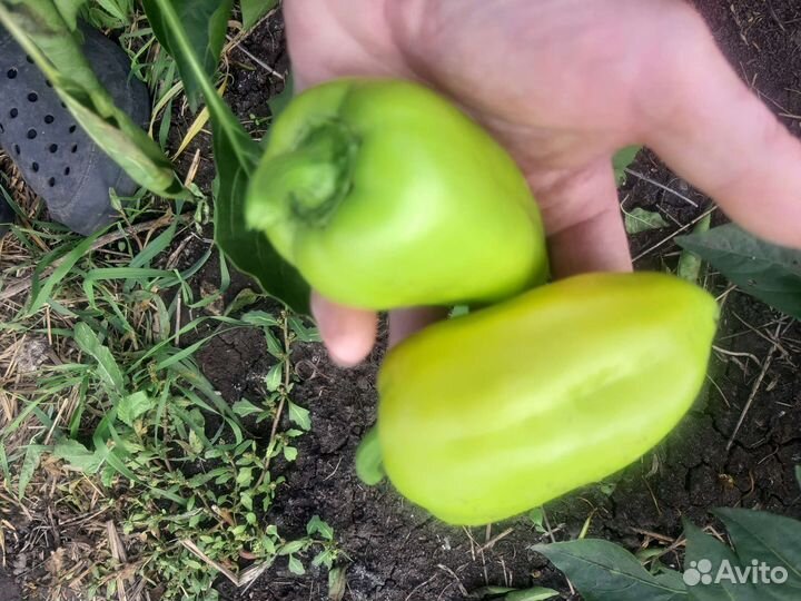 Рассада сладкого перца