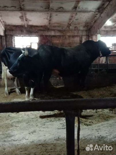 Ветеринарные услуги