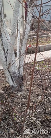 Саженцы черешня вишня