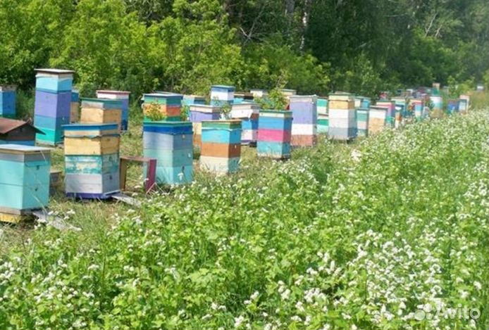 Мёд натуральный из Алтая опт от 16 кг