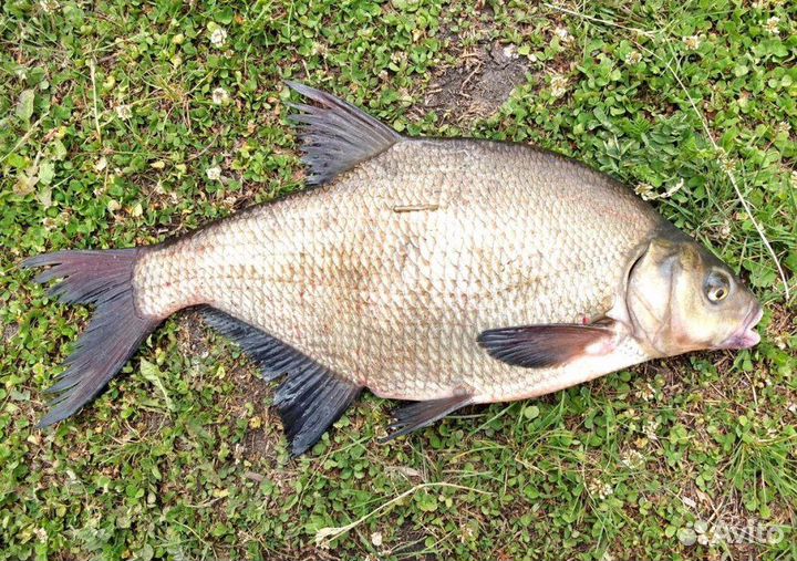 Свежая рыба