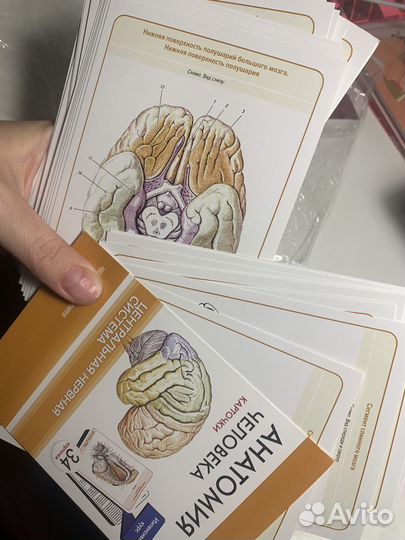 Карточки анатомия человека цнс Сапин