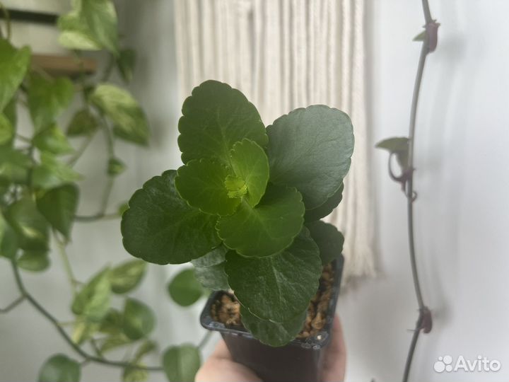 Каланхоэ розовый комнатное растение