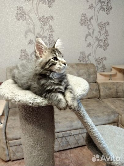Котята мейн-кун