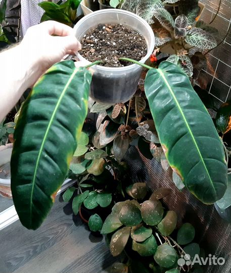 Филодендрон Патриция