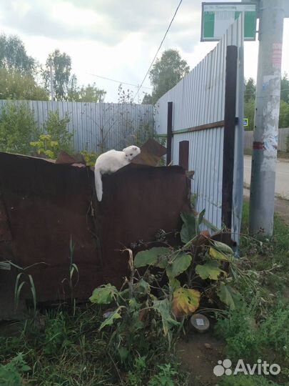 Кот в добрые руки