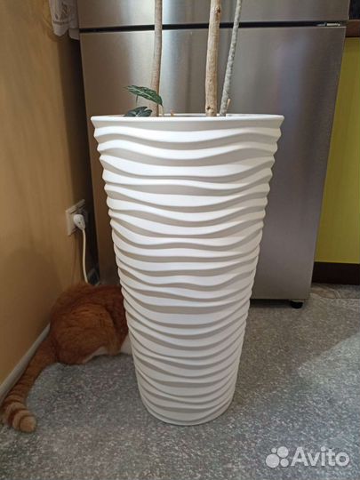 Пальма драцена