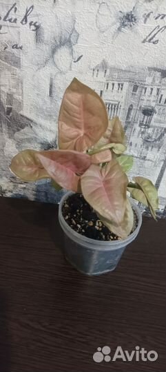 Сингониум неон пинк