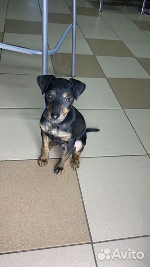 Маленькая собака