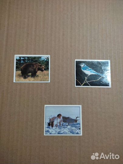 Наклейки к альбому Animals of the world