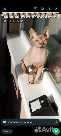 Канадский сфинкс котенок