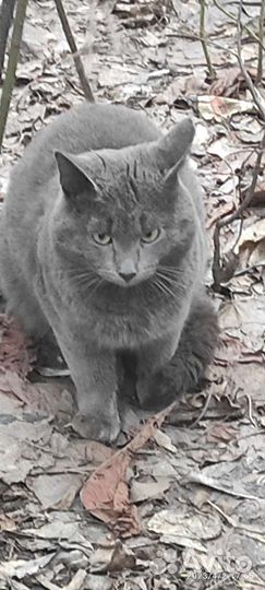 Кот ищет хозяина