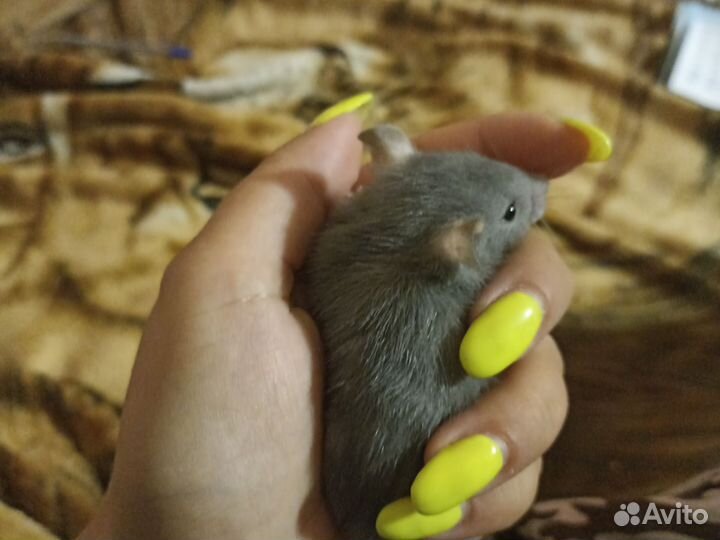 Крысята дамбо