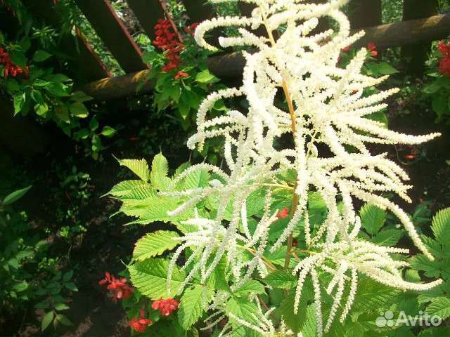 Бегонии королевские