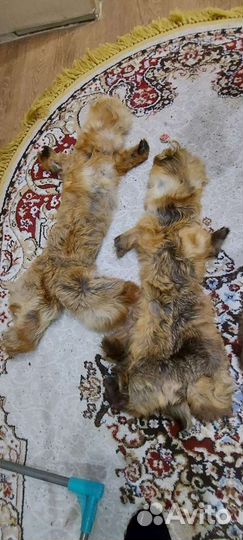 Шкуры лисы