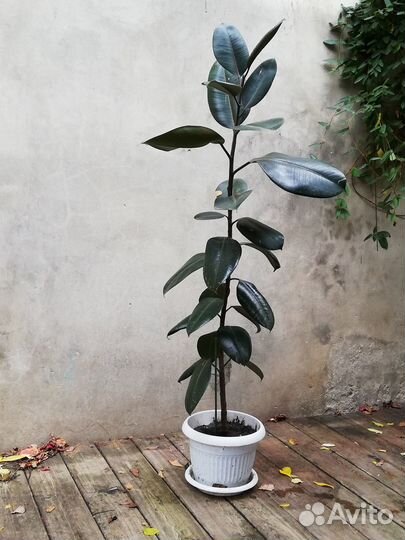 Цветы в горшках