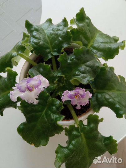 Фиалки продажа