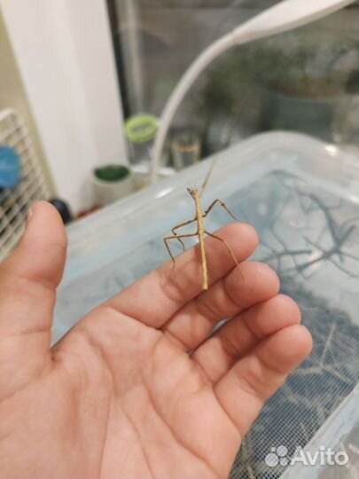 Палочники (вроде-бы аннамские)