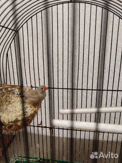 Птица Японская амадина