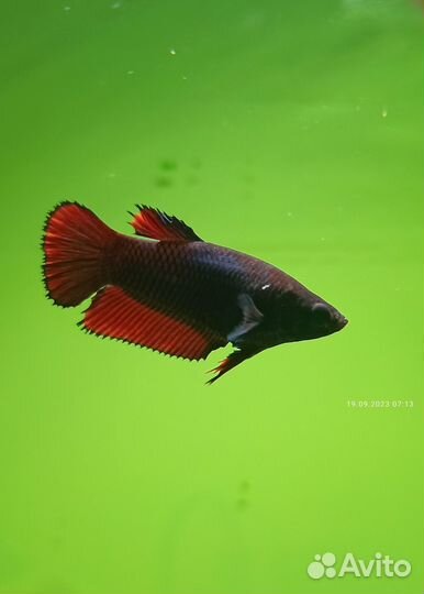 Рыбка петушок молодь