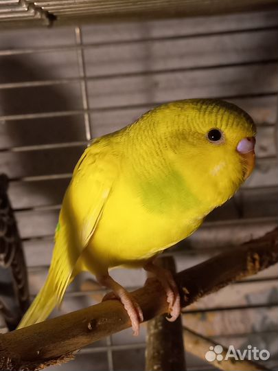 Птенцы волнистый попугай