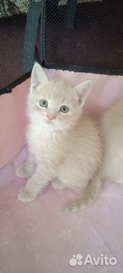 Рыжики /персики