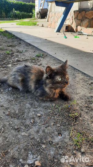 Котята в добрые руки бесплатно