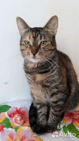 Кошечка Лизочка