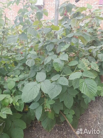 Малина ремонтантная