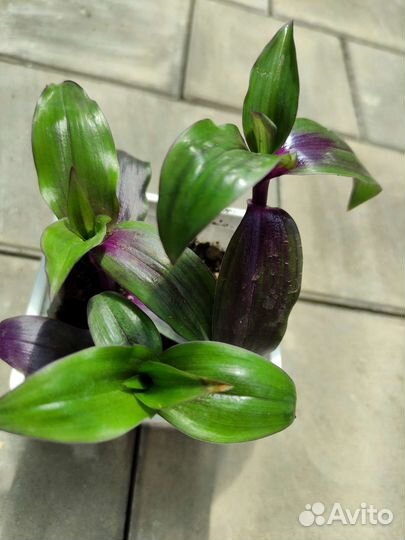 Редкий сорт традесканции