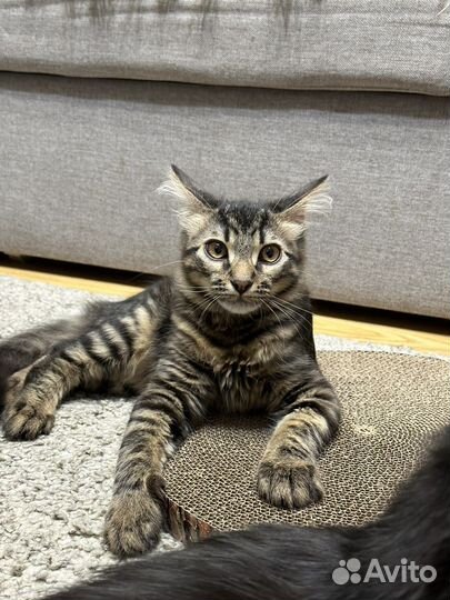 Котенок