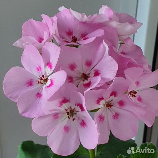 Пеларгония герань