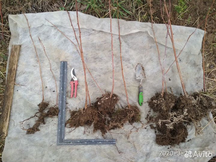 Саженцы малины ремонтантной лучшие сорта