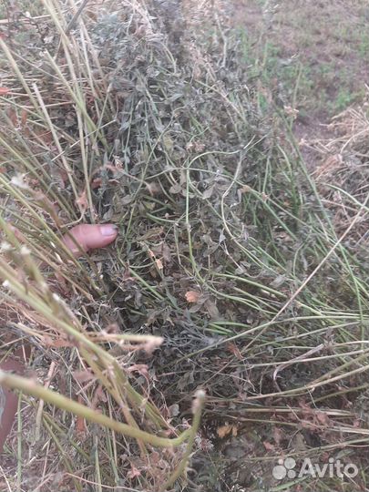 Сено люцерны в тюках