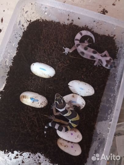 Эублефар малыши