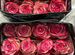 Цветы розы Эквадор оптом