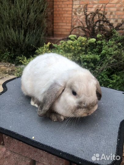 Кролик декоративный 5 месяцев самочка