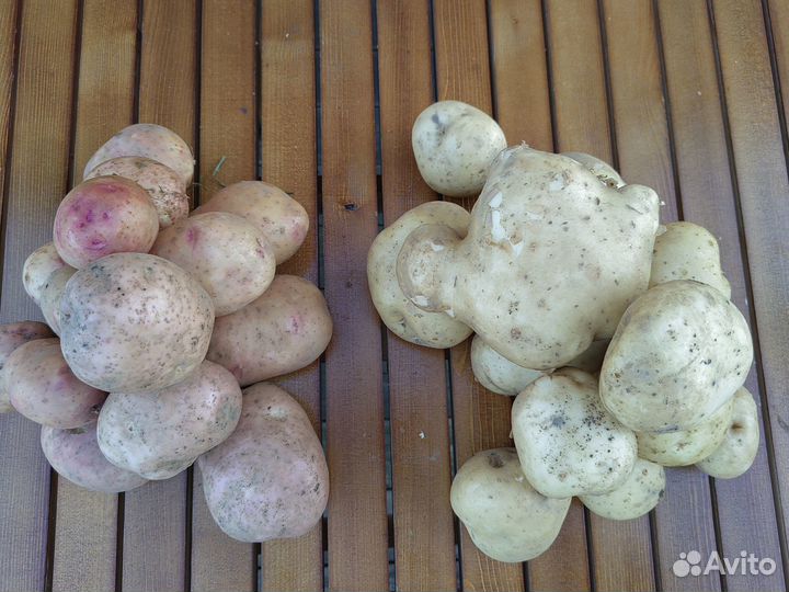 Продам картофель