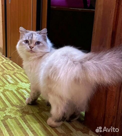 Маруся в дар