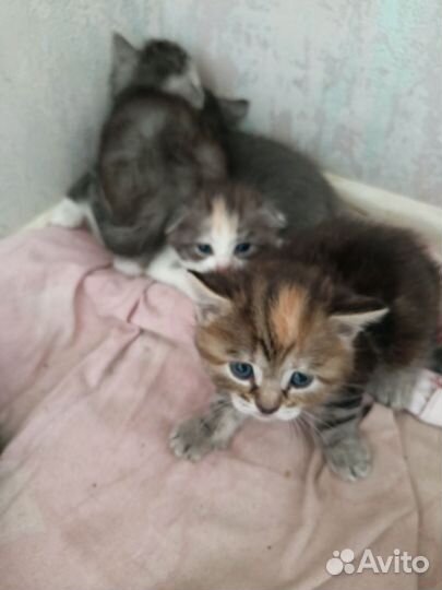 Котята от британской кошки