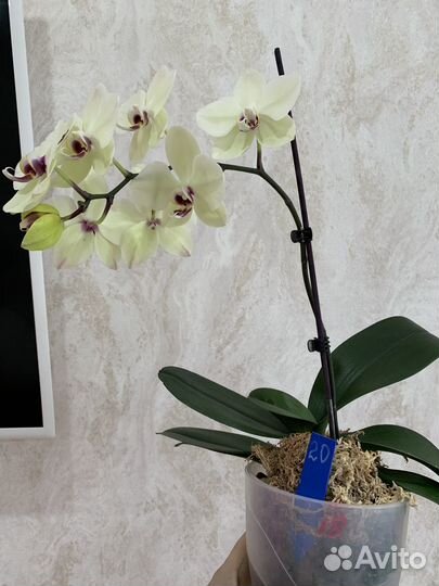 Орхидея фаленопсис