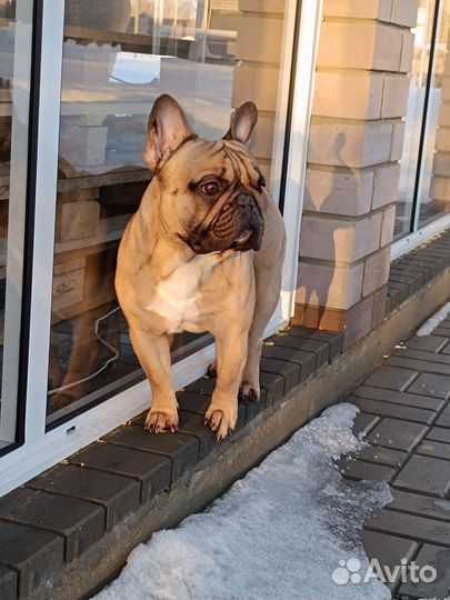 Французский бульдог кабель вязка