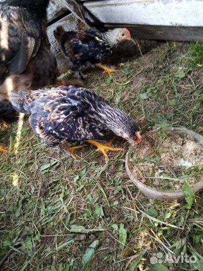 Молодые петушки