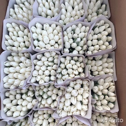 Опт Свежие тюльпаны напрямую от производителя