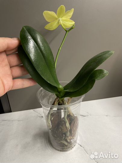 Орхидея фаленопсис