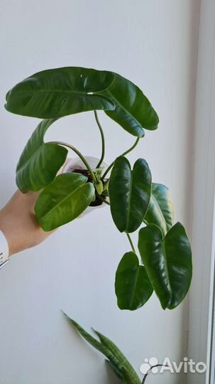 Филодендро Бурле Маркс