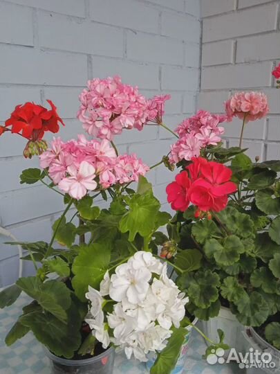 Герань Розовая цветущая, домашняя, кустовая