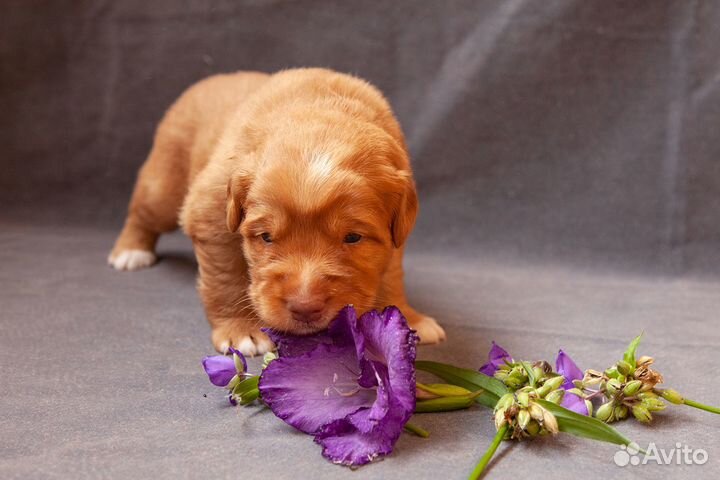 Щенки новошотландского ретривера (толлера)